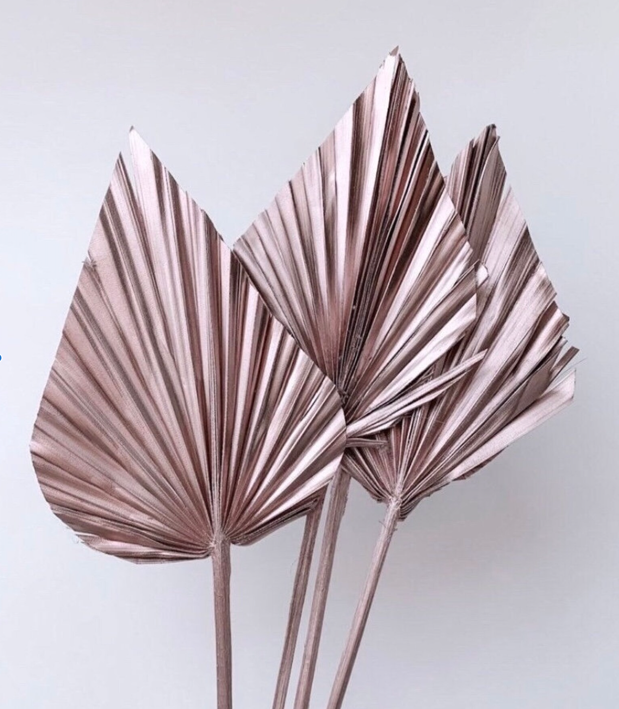 Palm Leaves - Rose Gold